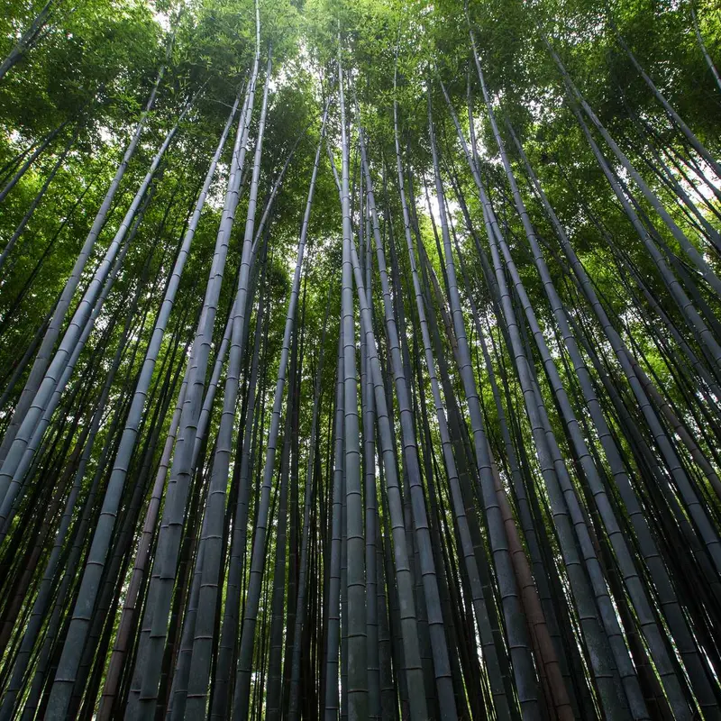 泛目录seo